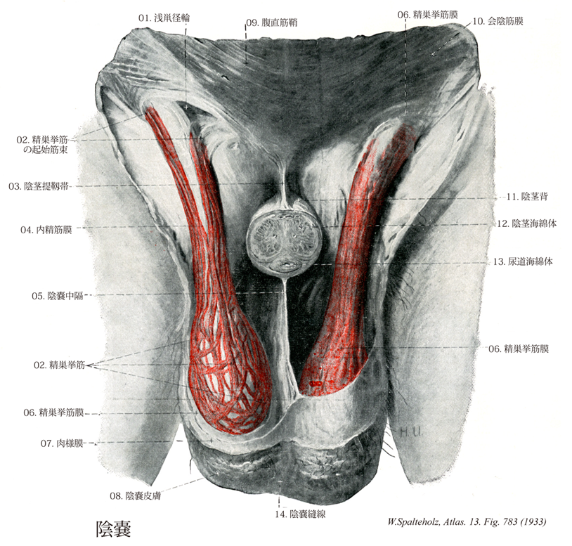 Terminologia Anatomica Ta に基づく解剖学