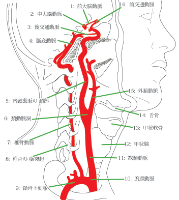 脳の血管(内頚動脈、椎骨動脈の起始と走行)